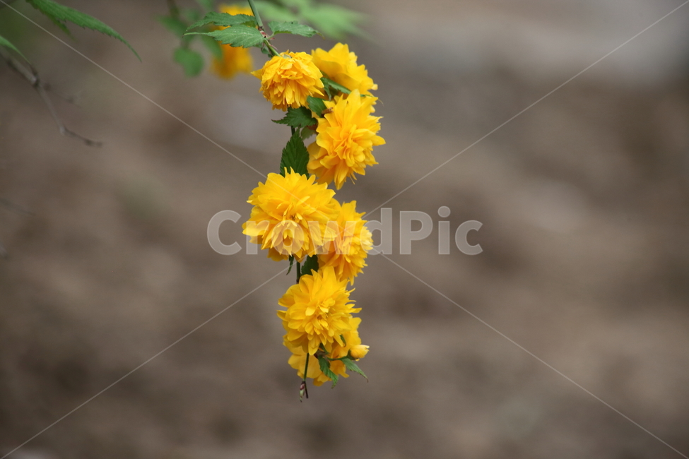 황매화,죽단화,겹황매화,봄,kerriajaponica