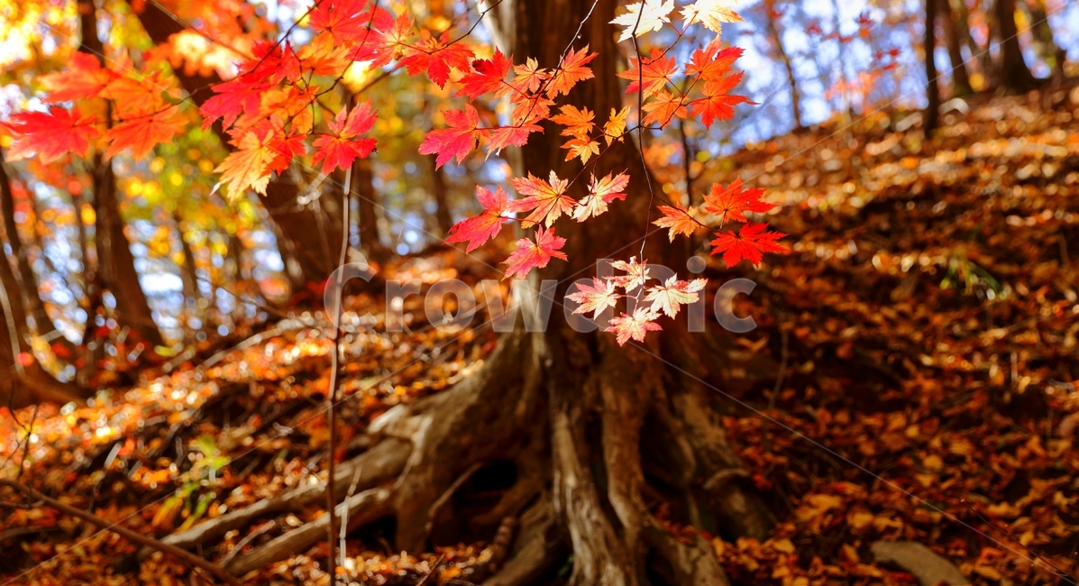 단풍,대관령,길,대관령옛길,반정,가을,가을,계절,fall,autumn,season,식물,자연,plants,nature,나무,trees,wood,plant,leaf,잎,tree,maple