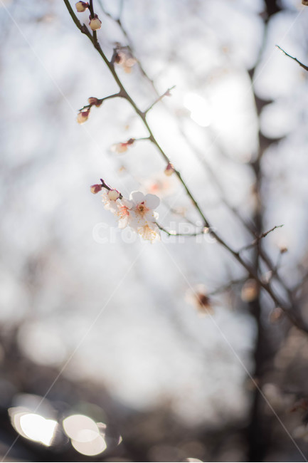 매화,백매화,꽃,식물,매화나무,봄,계절,spring,season,식물,자연,plants,nature,꽃,flower,plant