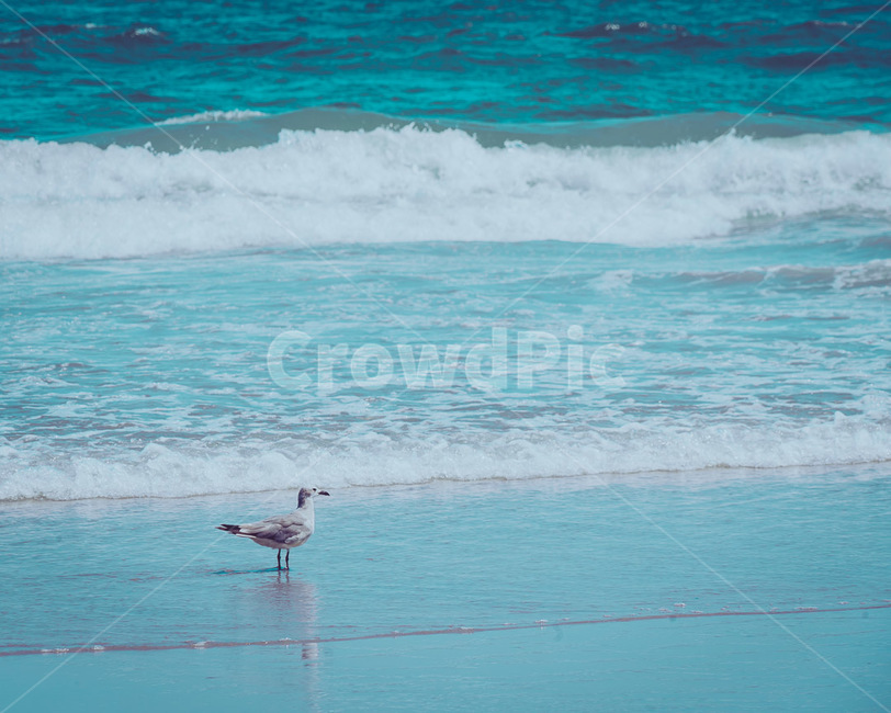 해변,여름휴양지,갈매기,파도,모래사장,해변,바다,beach,sea,동물,animal,조류,새,birds,감성,sensible,feeling