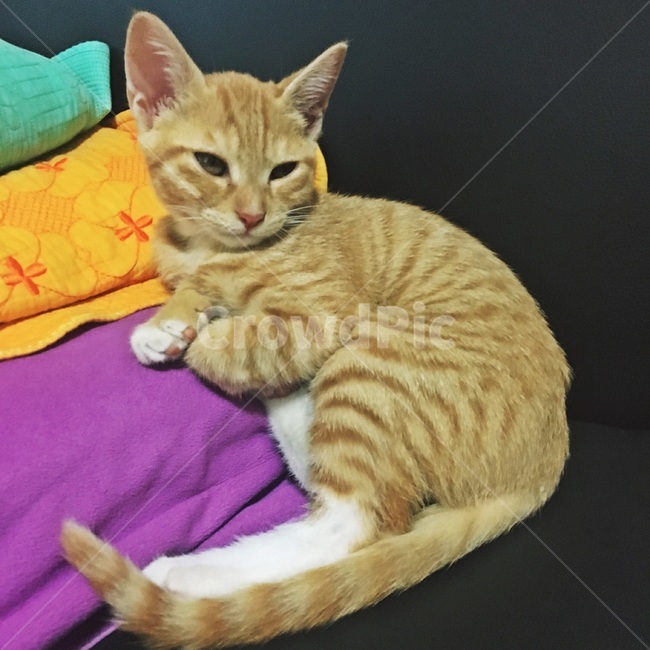 고양이,코숏,치즈코숏,코리아숏헤어,새끼고양이,아깽이,캣초딩,애기고양이,cat,반려묘,반려동물,동물,새끼,아기,애기,animal,동물,animal,포유류,mammal,고양이,cat,kitten,kitty