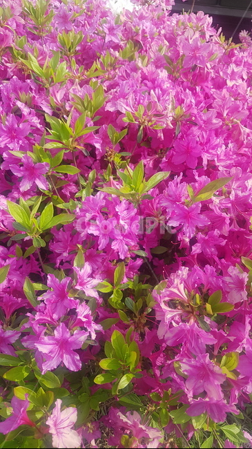 진달래,진달래꽃,봄꽃,봄,꽃,flower,자연,식물