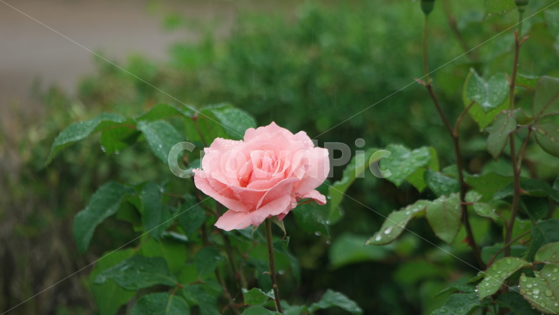 장미꽃,장미,장미원,로즈,로즈가든,식물,자연,plants,nature,꽃,flower