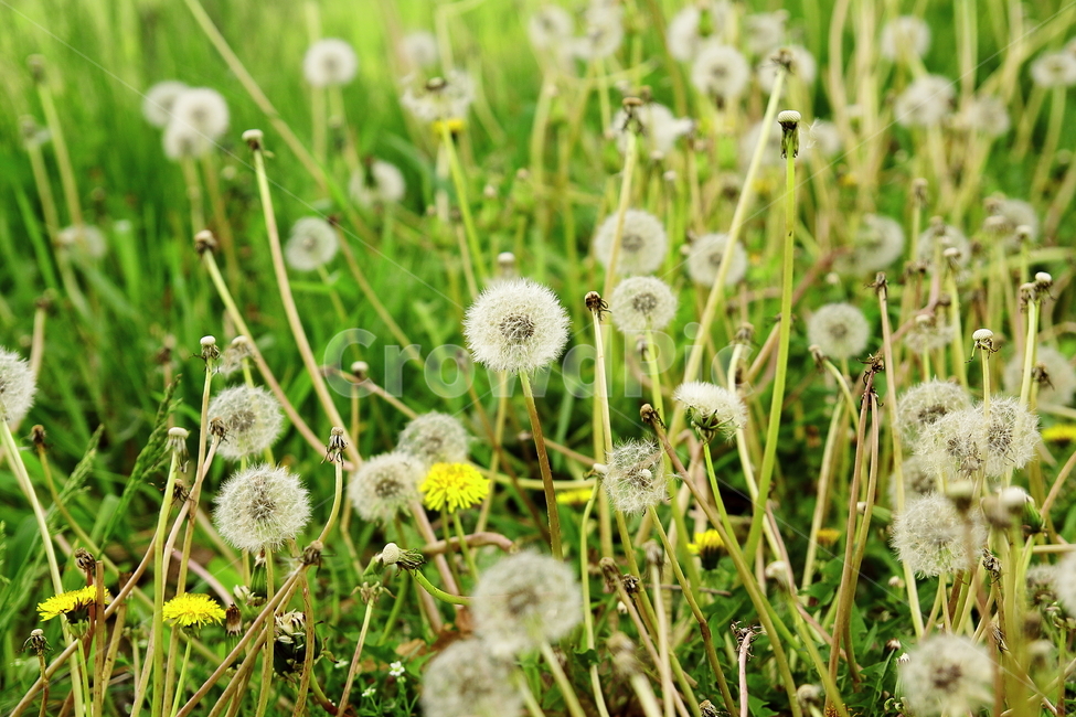 민들레,민들레꽃,민들레씨앗,민들레씨,봄꽃,씨,씨앗,봄,계절,spring,season,식물,자연,plants,nature,꽃,flower,plant,blossom