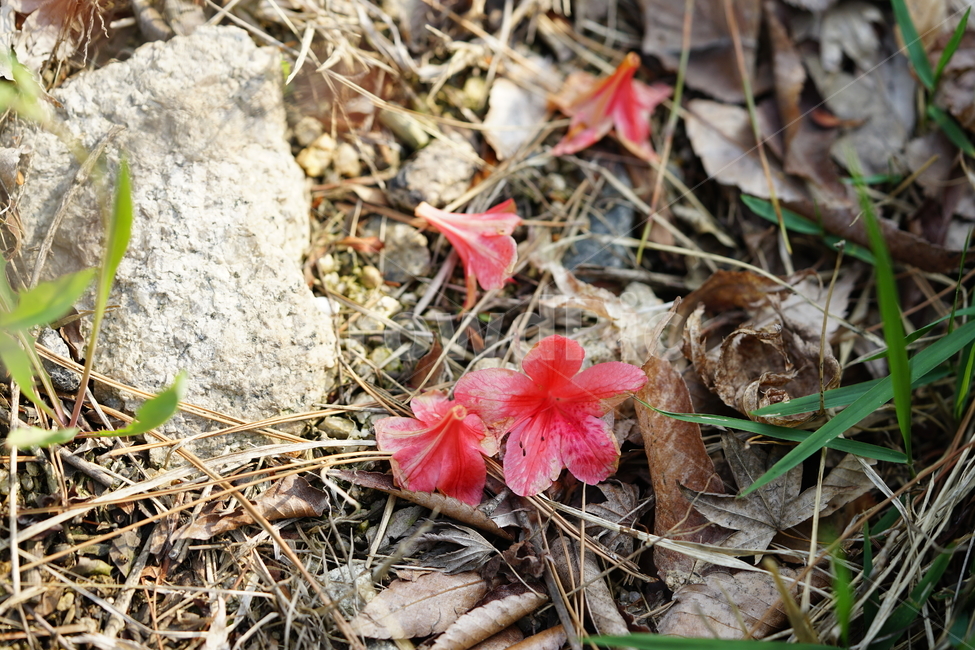 식물,꽃,플라워,생명,생물,컬러,색감,감성,flower,color,식물,자연,plants,nature,꽃,flower