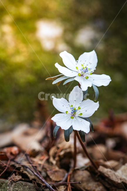 야생화,바람꽃,식물,꽃,봄,blossom,flower,plant,화분,식물,자연,plants,nature,꽃,flower