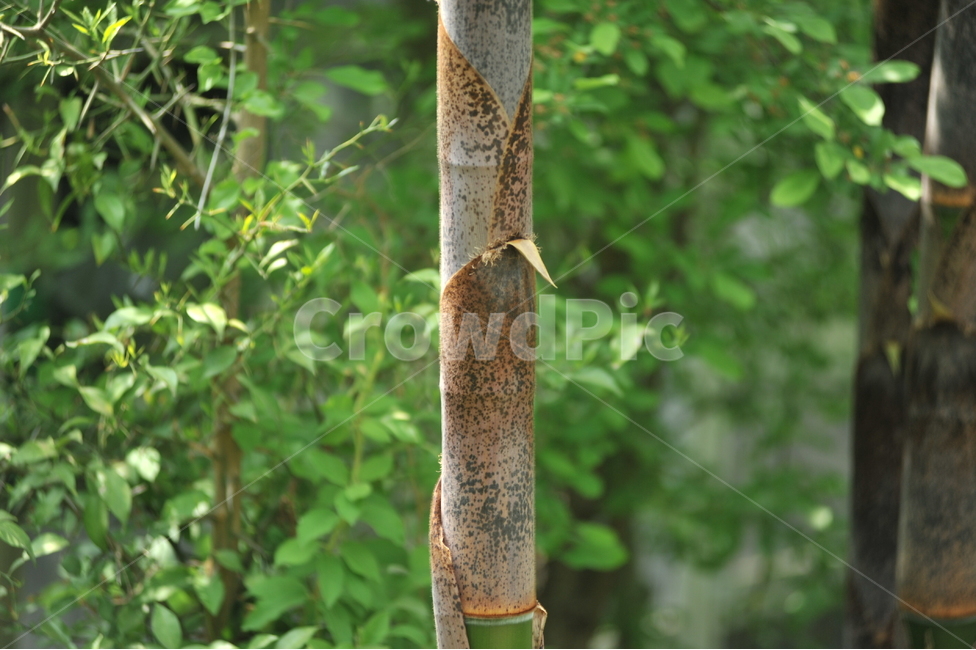 대나무,죽순,맹종죽,식용식물,식물,초본식물,식물,자연,plants,nature,나무,trees,wood