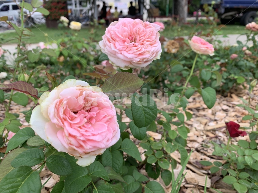 꽃,식물,blossom,장미,flower