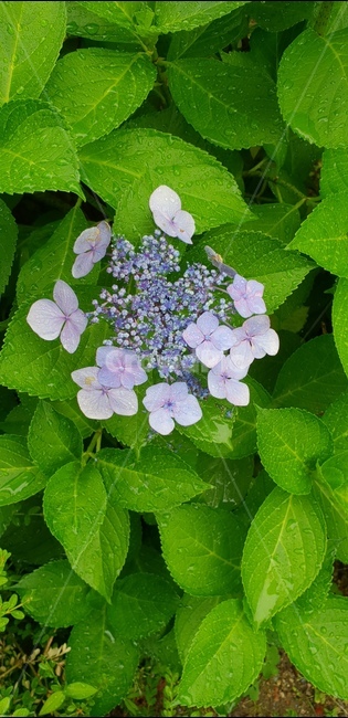 수국,꽃,6월,이슬,여름,식물,자연,plants,nature,꽃,flower
