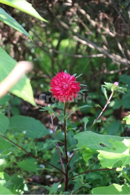 꽃,식물,분홍,빨강,초록,햇빛,그림자,flower,hana,plants,shokubutsu,pink,pinku,red,aka,green,midori,sunlight,hizashi,shadow,kage,식물,자연,plants,nature,꽃,flower