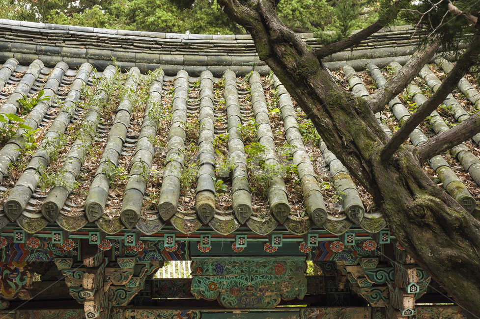 오랜된기와,기와지붕,지붕이끼,절,사찰,나무,생명,한국전통,한국문화,korean traditional,korean culture,건축물,건물외관,exterior,building,structure,architecture,construction