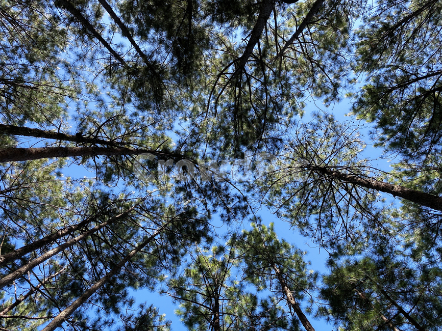 숲,나무,하늘,파란,나뭇잎,식물,휴식,풍경,힐링,tree,nature,healing,outdoors