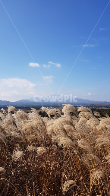 억새,억새밭,제주도,한라산,가을하늘,가을,계절,fall,autumn,season,plant,식물,grass,잔디,lawn,reed,갈대