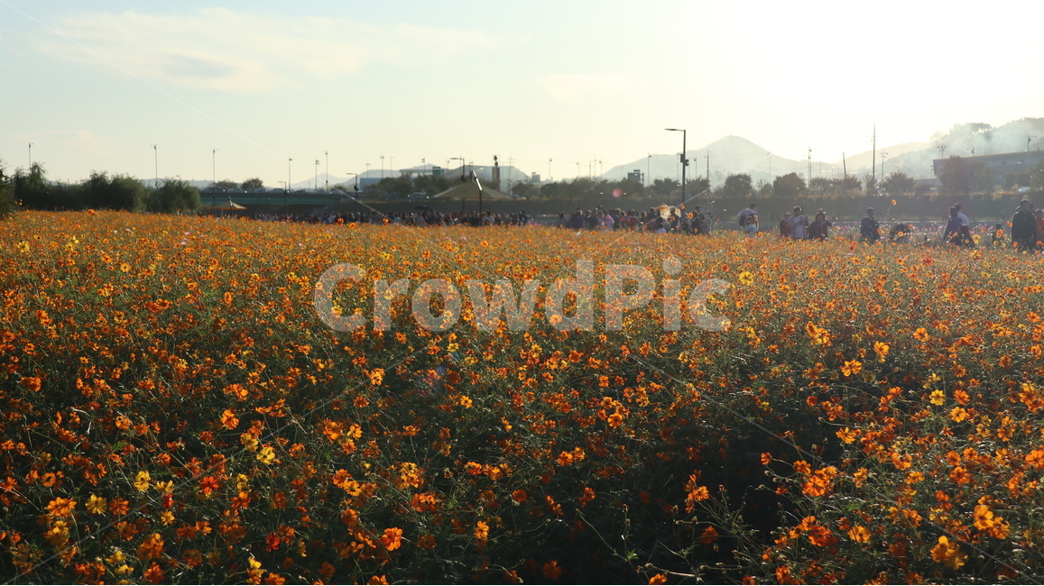 들,자연,꽃구경,노란꽃,장성,식물,자연,plants,nature,꽃,flower