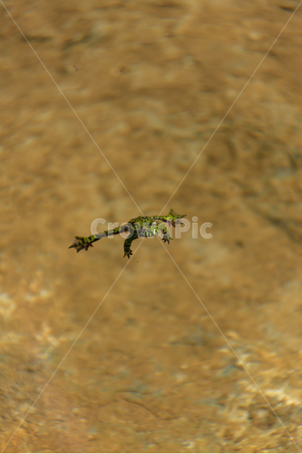 개구리,연못,동물,야생,여름,동물,animal,파충류,양서류,reptile,amphibian