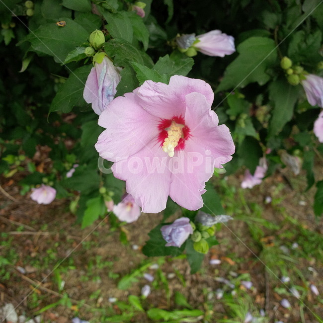 꽃,식물,플라워,분홍색,flower,무궁화,핑크색