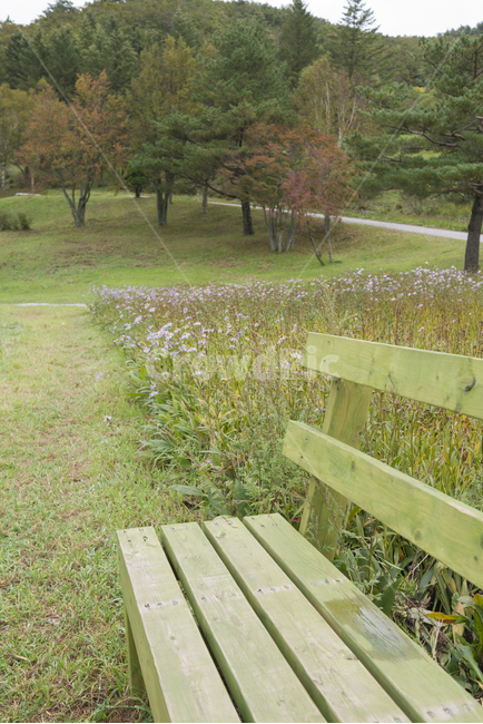 풍경,landscape,휴식,자연,꽃,rest,flower,나무,wood,의자,벤치,bench,목장,pasture,nature,생동감,fresh,감성,숲,forest,식물,plant,휴식,힐링,rest,relaxation,healing