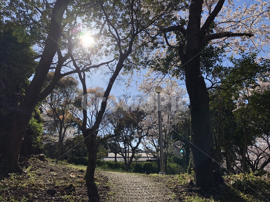 cherryblosome,벚꽃,봄,빛나다,나무,tree,따뜻하다,나무줄기,plant,식물,봄,계절,spring,season,식물,자연,plants,nature,꽃,flower,나무,trees,wood