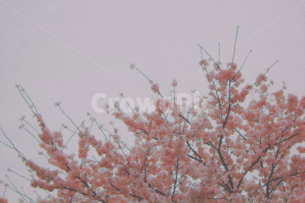 감성,벚꽃,봄,핑크,꽃,봄,계절,spring,season,식물,자연,plants,nature,꽃,flower,감성,sensible,feeling,plant,blossom