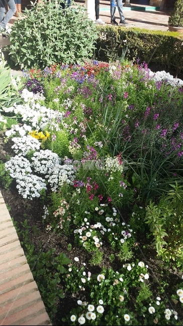 식물,garden,flower,꽃,정원,식물,자연,plants,nature