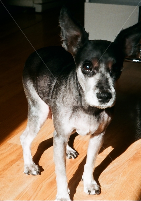 개,애완견,dog,애견,animal,동물,animal,포유류,mammal,개,강아지,dog,doggy