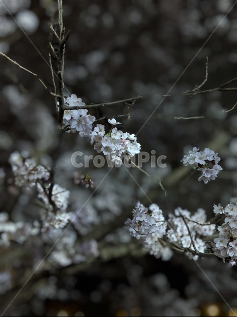 벚꽃,꽃,나무,자연,접사,cherryblossom,야경,식물
