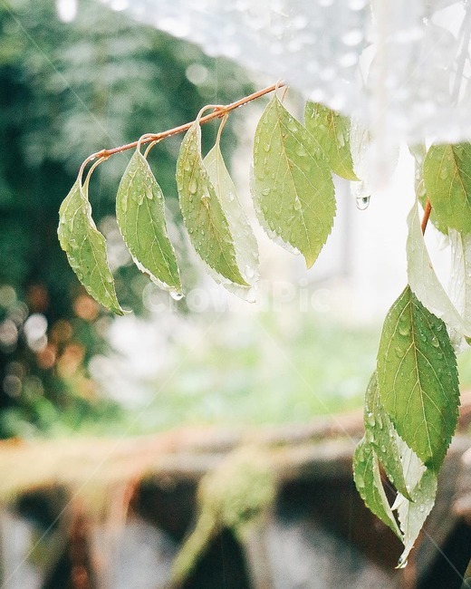 비,나뭇잎,빗방울,비닐우산,자연,풍경,보케,감성,감성사진,여름,rain,plants,umbllera,nature,emotion,식물,자연,plants,nature,감성,sensible,feeling,비,비오는날,rain,rainy