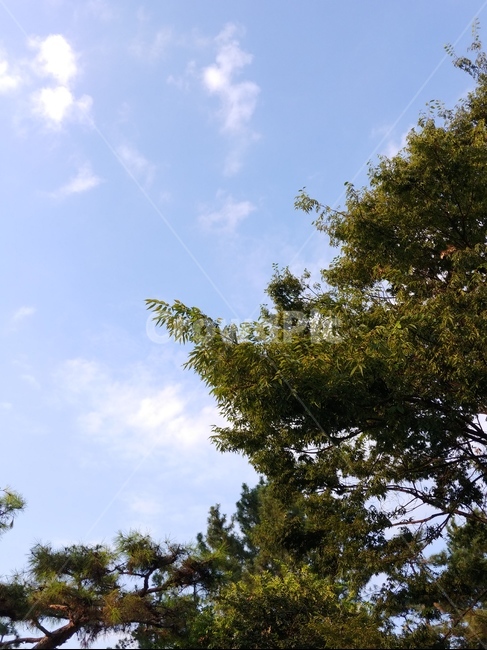 나무,하늘,풍경,자연,여름,가로수,나뭇잎,구름,맑음,파랑