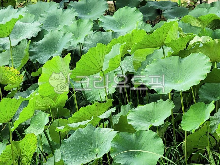 plant, 식물, 연잎, leaf, 연잎들, 사진,이미지,일러스트,캘리그라피 - caramiya작가