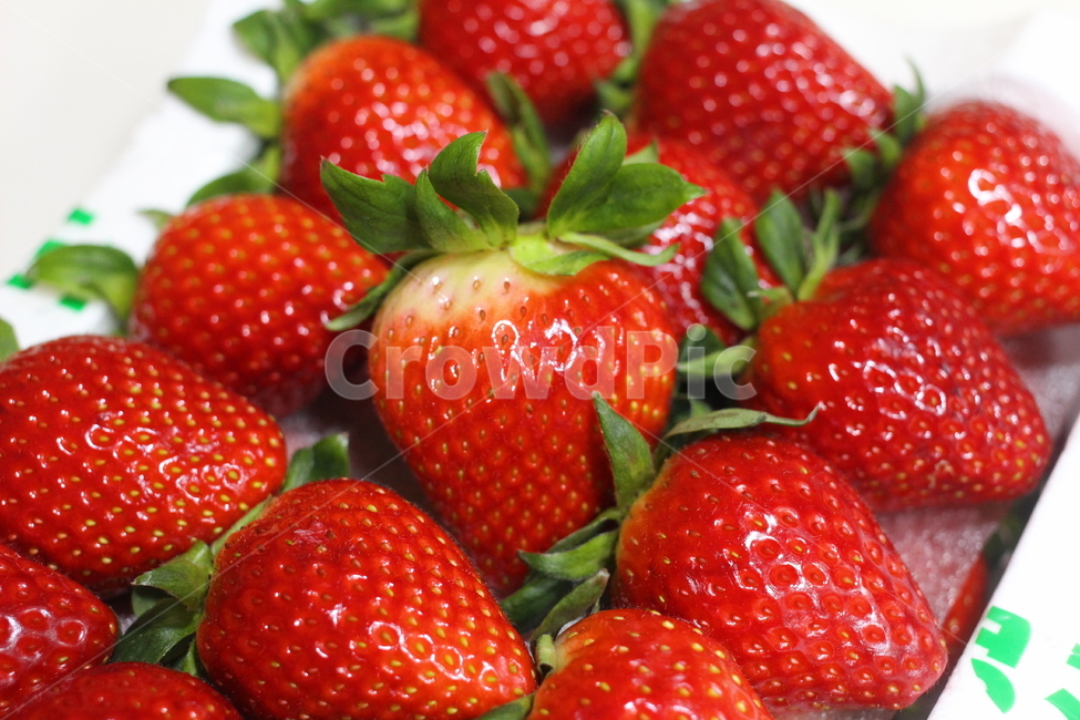 fruit,과일,strawberry,딸기,plant,식물,음식,스트로베리,제철과일,제철음식,빨강,빨간색,간식,디저트,식품,신선한,신선함,비타민,다이어트,계절,열매,야채,채소,식재료,food,신선하다,신선한과일,신선한딸기,음식,식재료,요리,food,cook,meal,dishes,food reserves,과일,열매,fruit