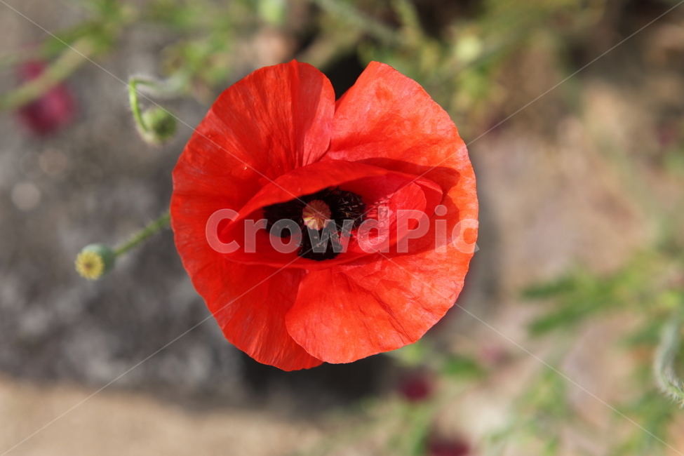 식물,꽃,수목원,여름,flower,식물,자연,plants,nature,꽃,flower