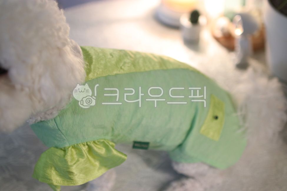 dog dressed up,Pretty dog clothes,light green clothes,lace clothes,dog clothes,dog clothing