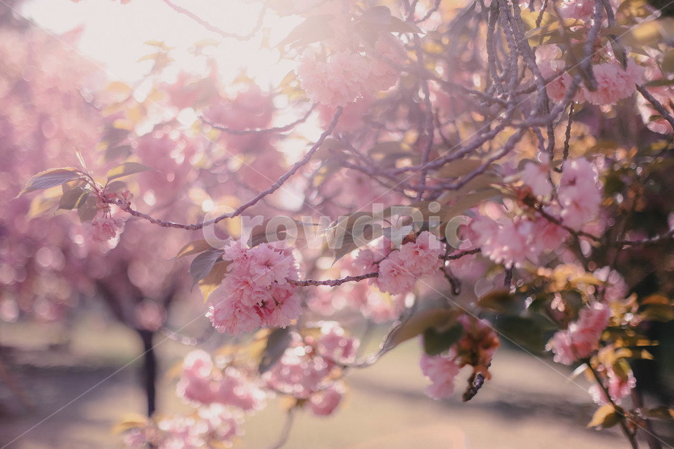 벚꽃,벚나무,겹벚꽃,하늘,비누방울,plant,식물,flower,blossom,꽃,spring,봄,봄,계절,spring,season