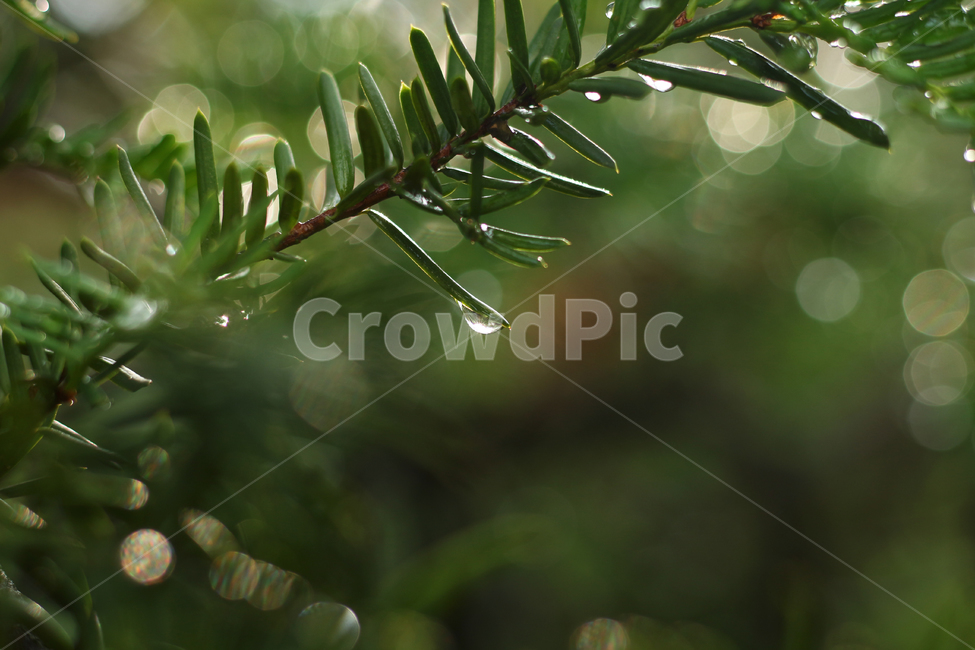 wetlesves,leaf,물방울,잎사귀,나뭇잎