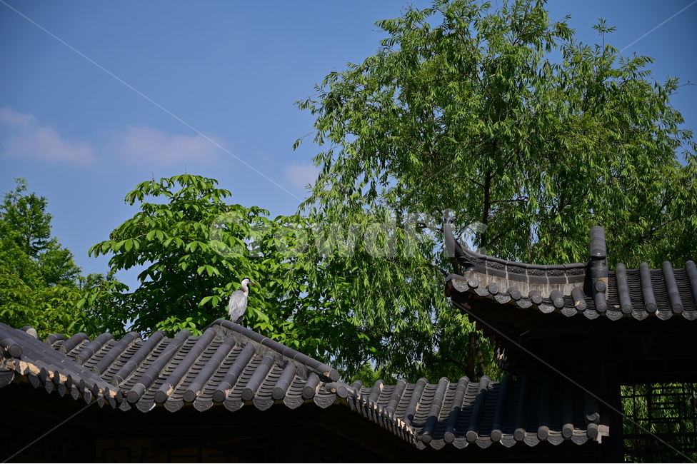 정원,새,백로,bird,garden,중국정원