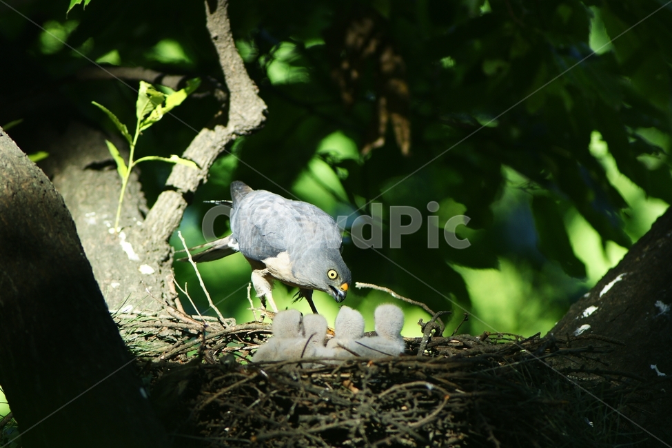 붉은배새매,맹금류,조류,천연기념물,육추,동물,animal,조류,새,birds
