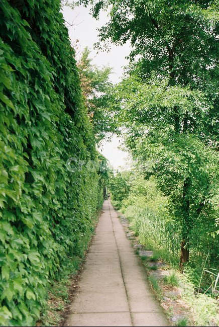 나무,tree,길,road,숲,forest,자연,풍경,nature,landscape,outdoors,옥외