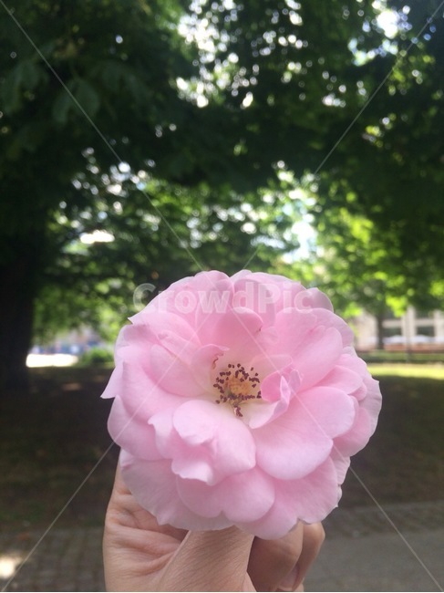 꽃,flower,봄,spring,floral,꽃잎,petal,floralleaf