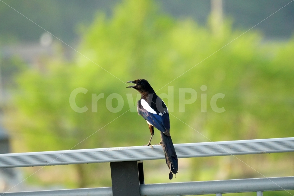 까치,조류,새,동물,자연,나무,bird,animal,nature,풍경,다리,난간,동물,animal,조류,새,birds