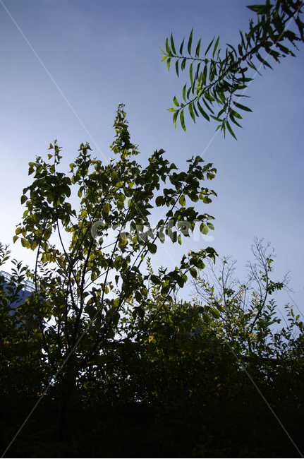 나무,식물,plant,하늘,잎,자연,풍경,nature,landscape