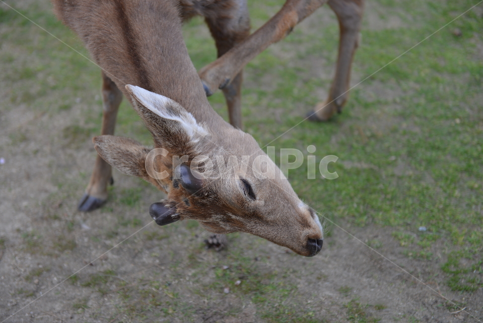 사슴,암사슴,동물,animal,deer,초식동물,야생생물,포유류,동물,animal,포유류,mammal