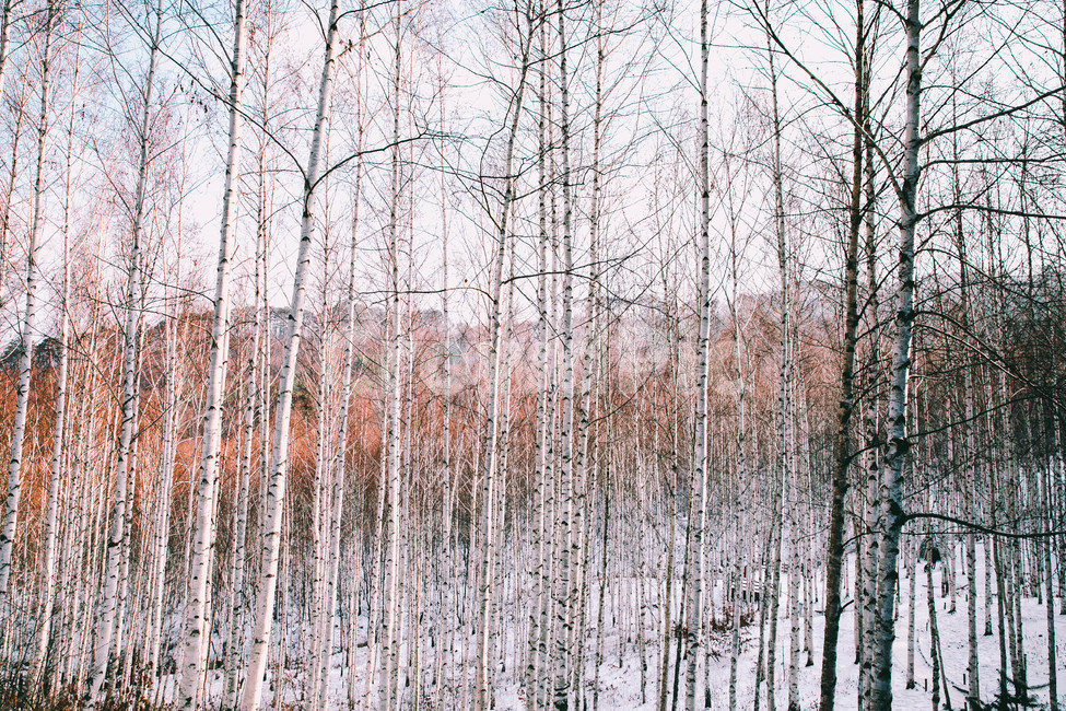 설경,눈풍경,자작나무숲,인제,자작나무,풍경,풍경사진,여행사진,여행,자연,nature,landscape,식물,plants,나무,trees,wood,흑백,모노톤,monochrome,blackandwhite,감성,한국자연풍경,한국자연경관,koreanlandscape,눈꽃,원대리,배경,백그라운드,snow,겨울,계절,winter,season,자연,풍경,nature,landscape,식물,plants,나무,trees,wood,감성,sensible,feeling,plant,grass,잔디,tree