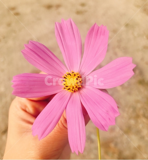 코스모스,가을,꽃,감성,색감,자연