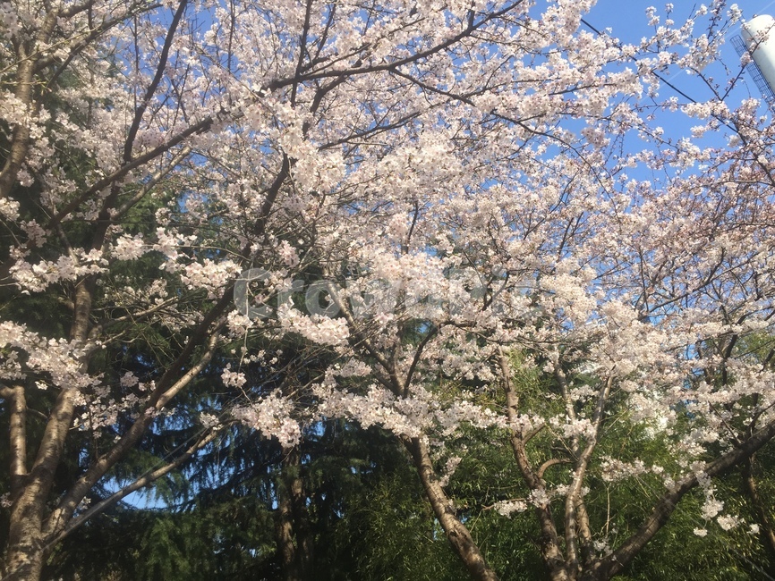 벚꽃,꽃,풍경,flower,벚꽃나무
