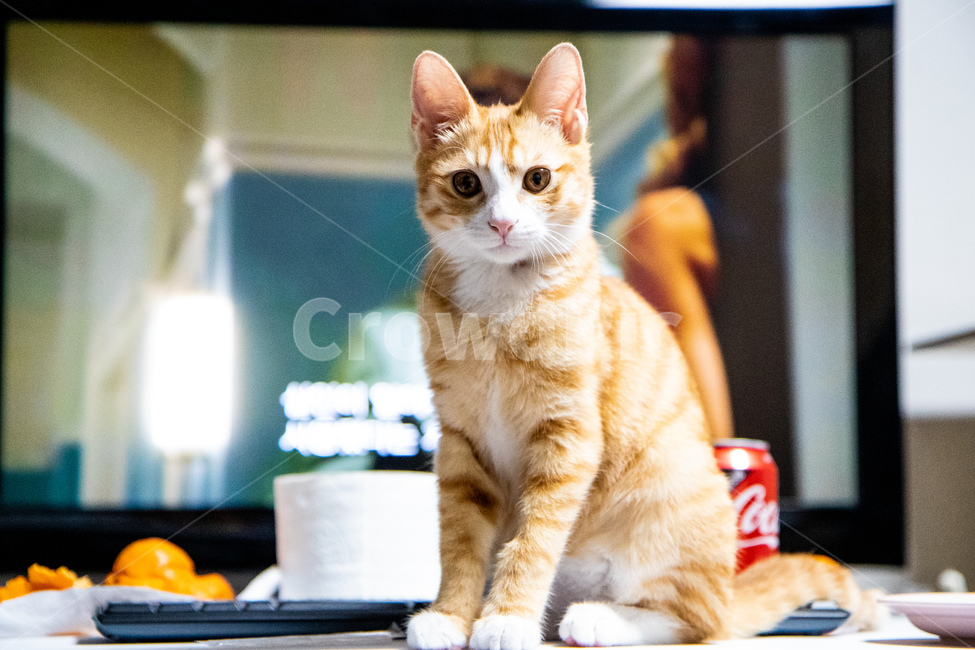 고양이,아깽이,아기고양이,치즈고양이,치즈태비,코리안숏헤어,집고양이,반려묘,반려동물,동물,animal,포유류,mammal,고양이,cat,kitten,kitty