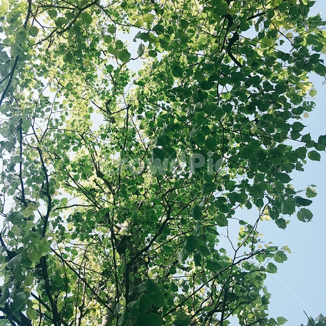 plant,식물,tree,나무,하늘