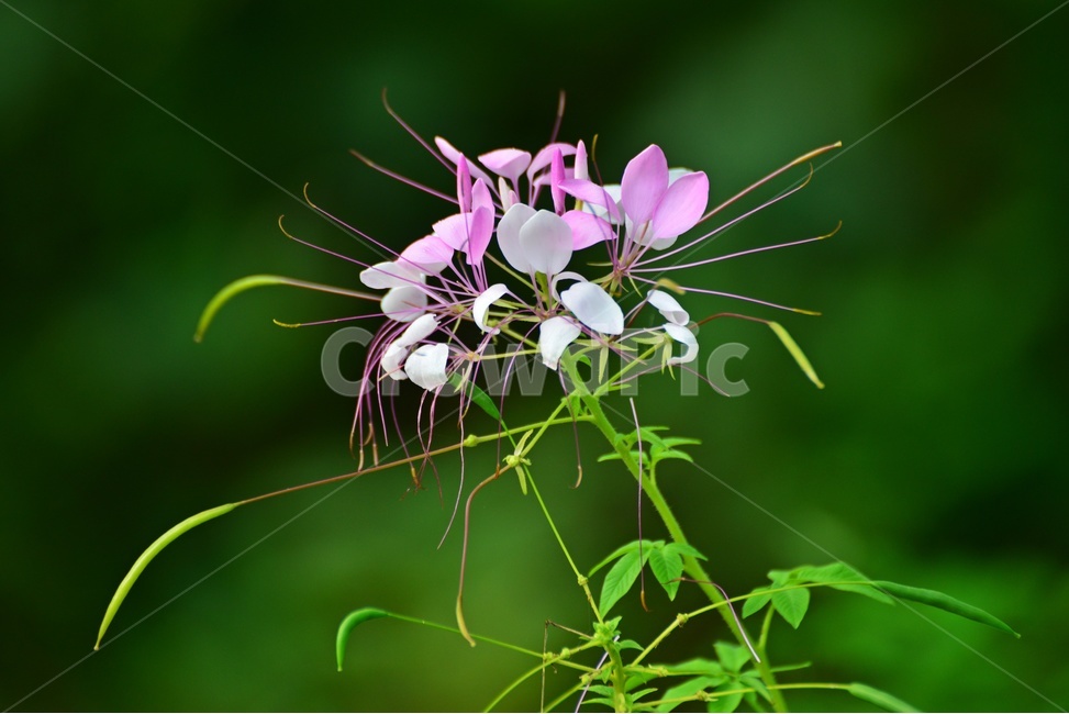 plant,식물,blossom,flower,꽃,풍접초