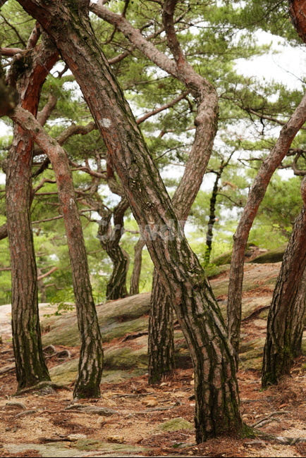 소나무,나무,자연,식물,여름