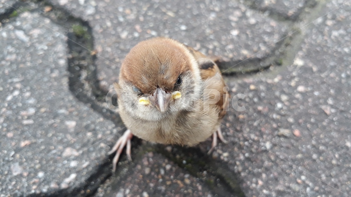 참새,새,귀여운,동물,bird