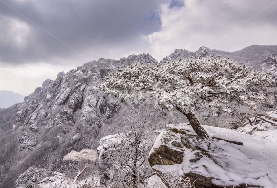 tale,pine tree,snow scene,Snow Flower,Daedunsan Mountain,sight,winter